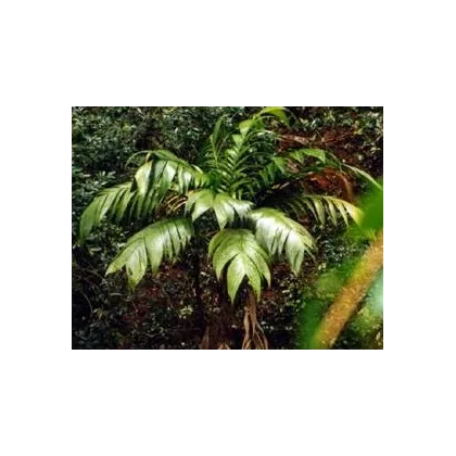 Palma mexická - Geonomma Interrupta - semená - 5 ks