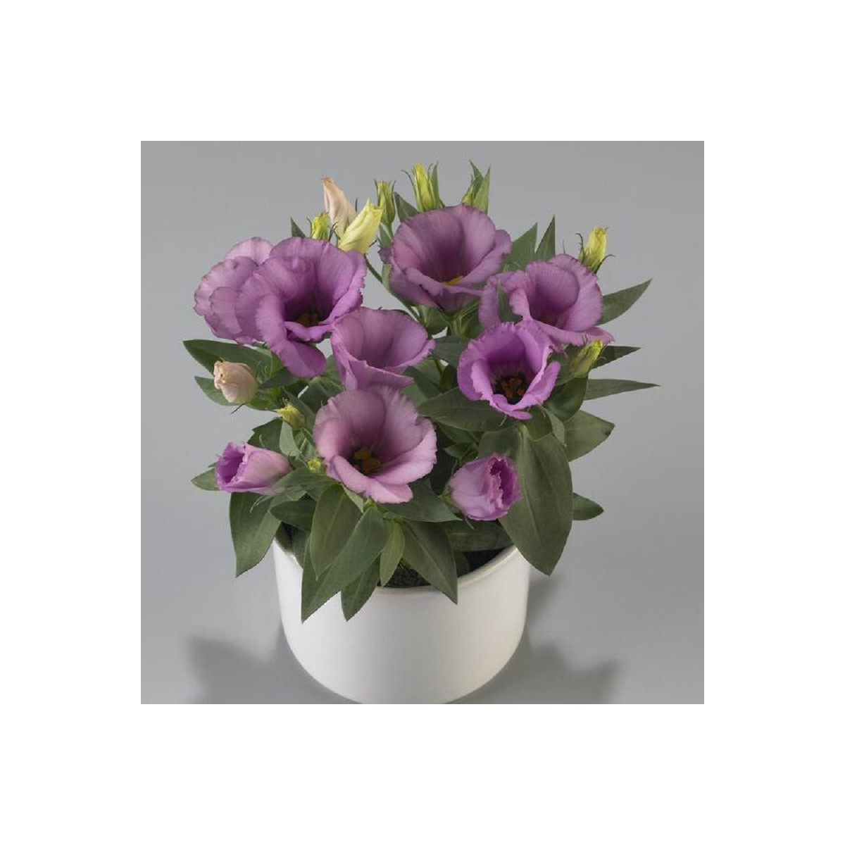 Eustoma Lilac F1 - Eustoma grandiflorum - semená - 12 ks