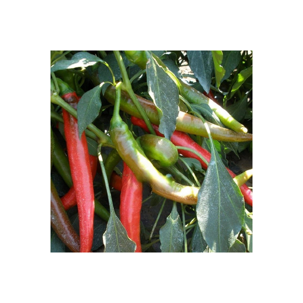 Paprika Pálivec - Capsicum annuum - semená - 20 ks