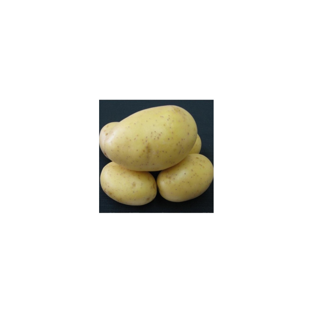 Sadbové zemiaky Princess - Solanum tuberosum - 5 kg