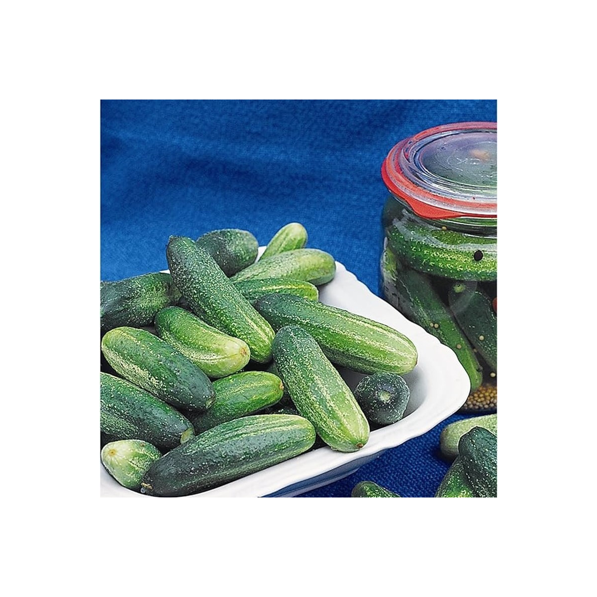 Uhorka Tellus F1 siata - Cucumis sativus - semená - 4 ks