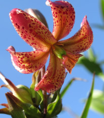 Ľalia Martagon Manitoba - Lilium martagon - cibuľoviny - 1 ks