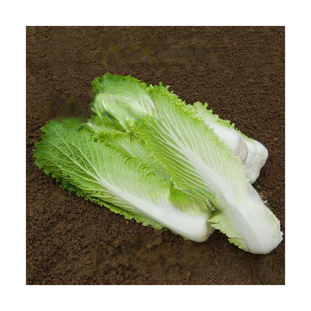 BIO Kapusta Granat - Brassica rapa pekinensis - bio semená - 100 ks