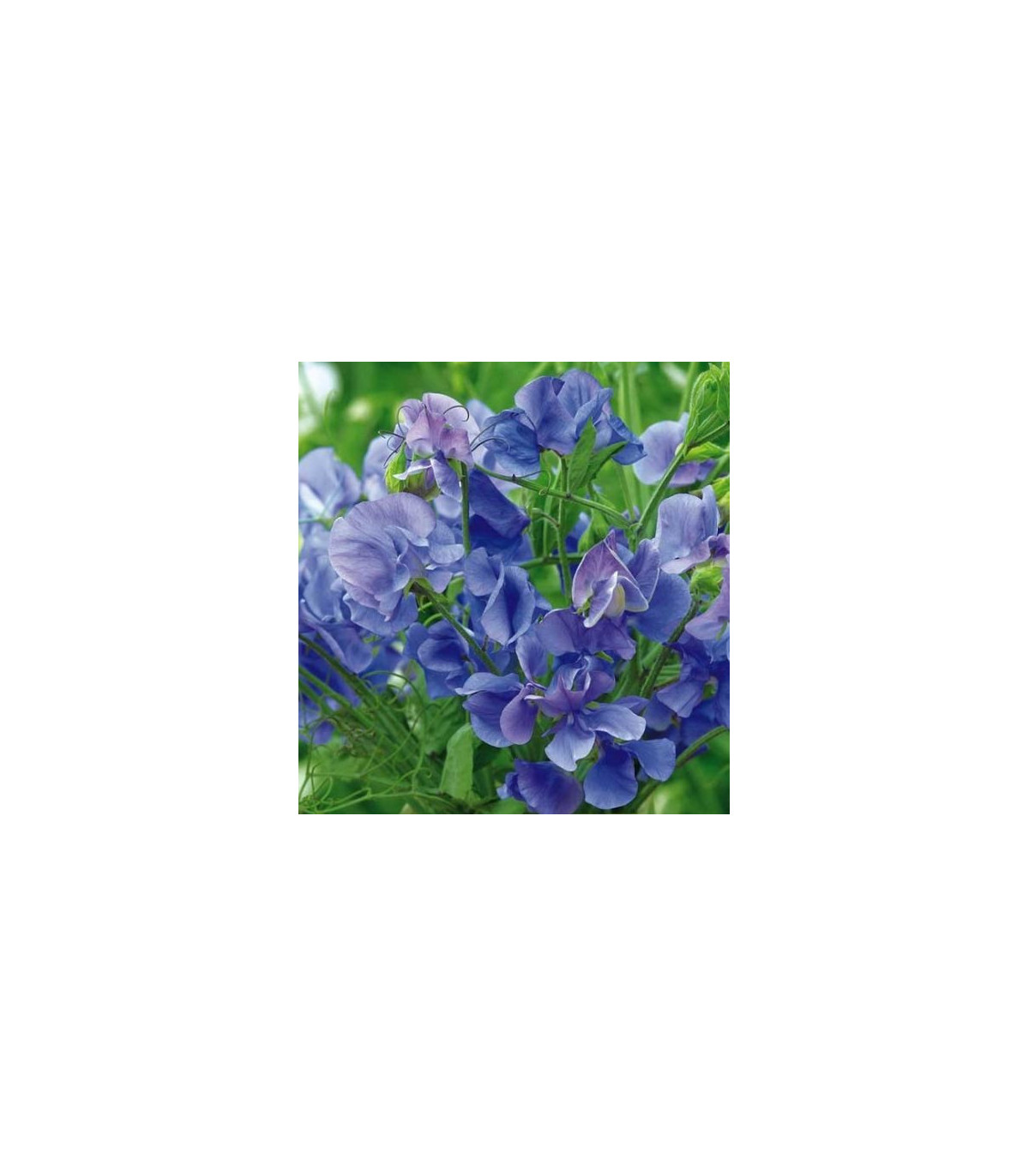 Hrachor voňavý kráľovský modrý - Lathyrus odoratus - semená - 20 ks