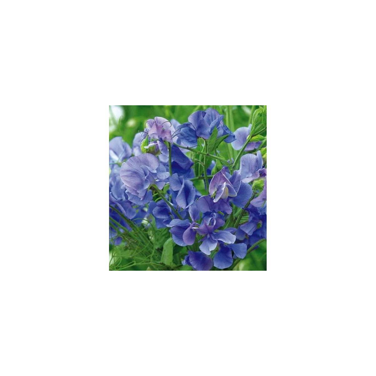 Hrachor voňavý kráľovský modrý - Lathyrus odoratus - semená - 20 ks