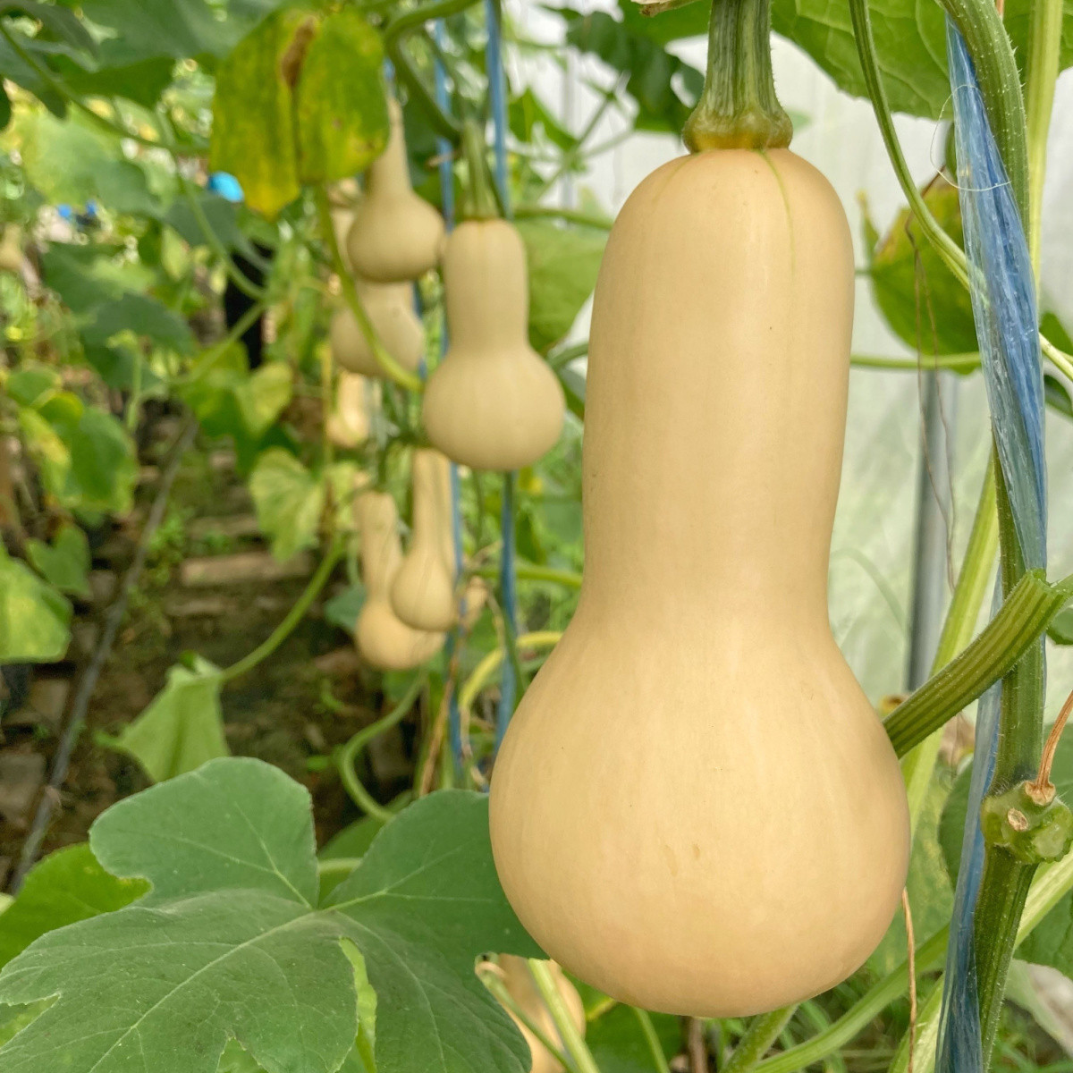 Tekvica maslová Bush Butternut - Cucurbita moschata - semená - 6 ks