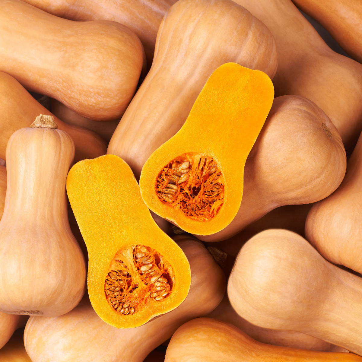 Tekvica maslová Bush Butternut - Cucurbita moschata - semená - 6 ks
