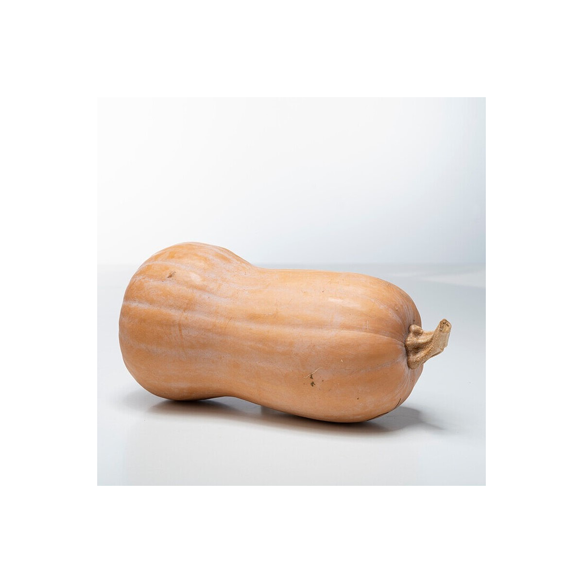 Tekvica maslová Butterfly F1 - Cucurbita moschata - semená - 6 ks