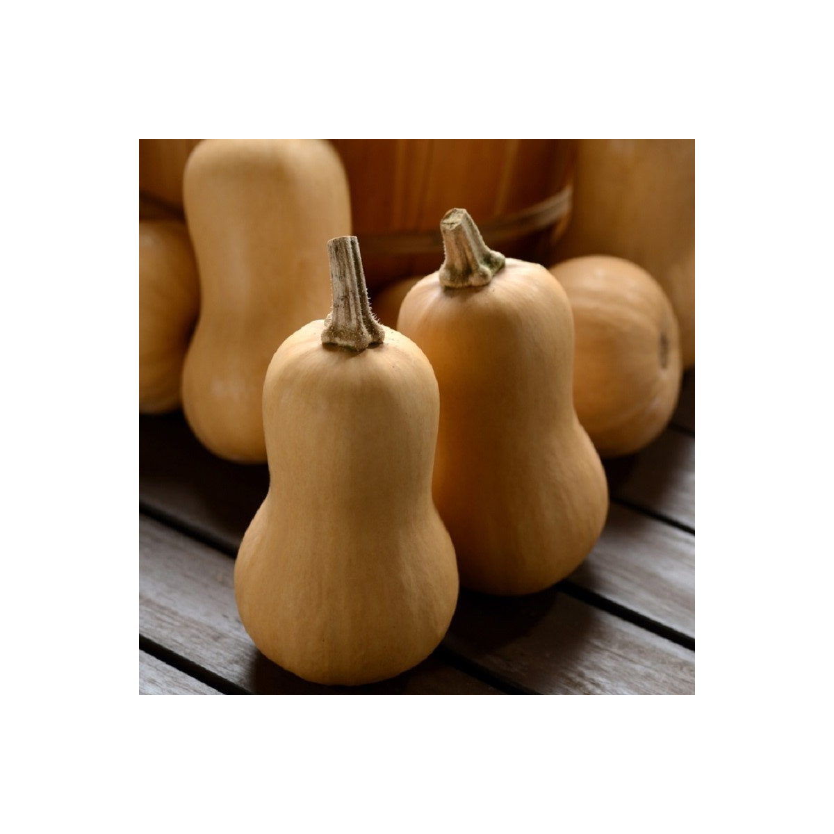 Tekvica maslová Butterbaby F1 PMT - Cucurbita moschata - semená - 6 ks