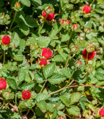 Jahôdka indická Tutti Frutti - Duchesnea indica - semená - 15 ks
