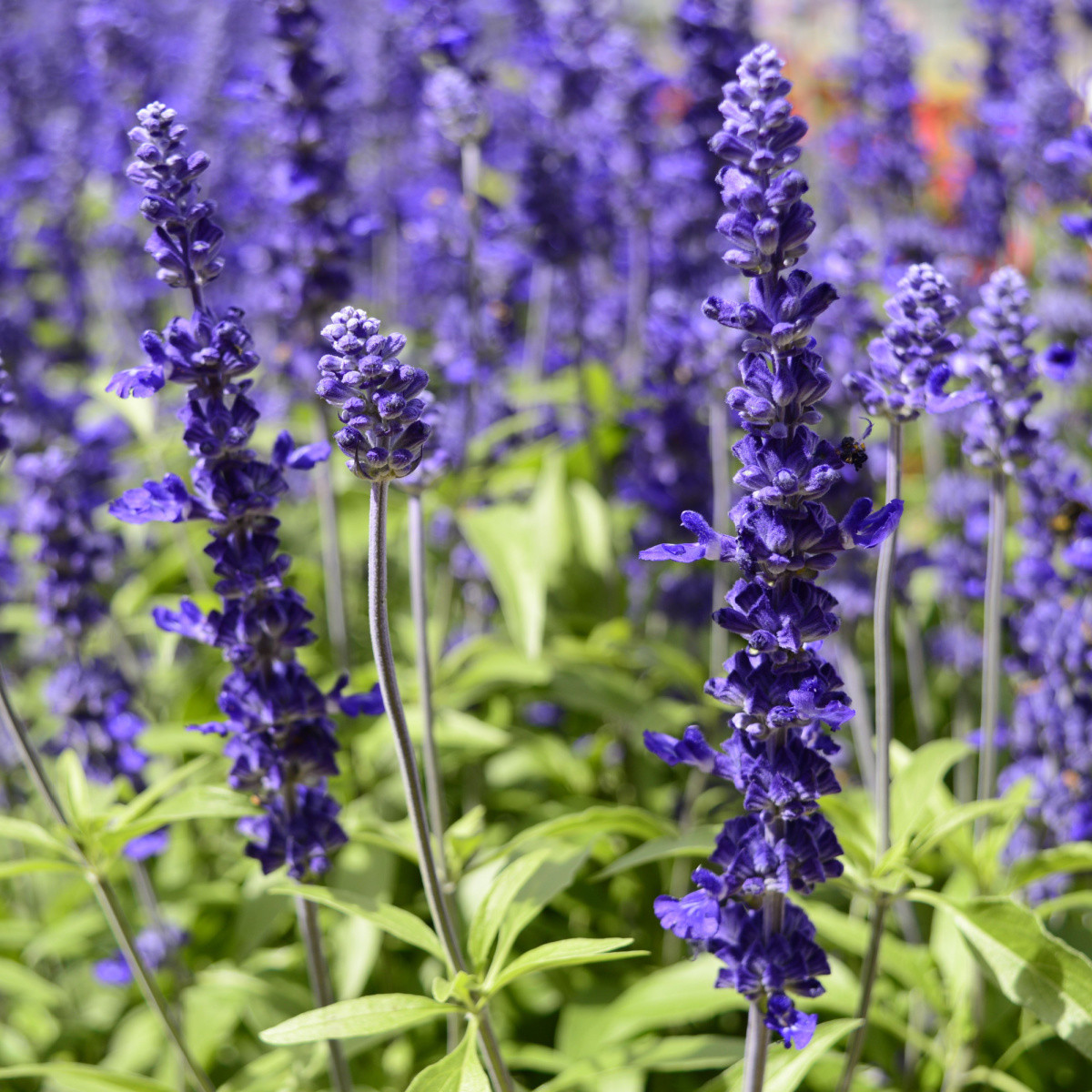 Šalvia hájna Westfriesland - Salvia nemorosa - semená - 20 ks
