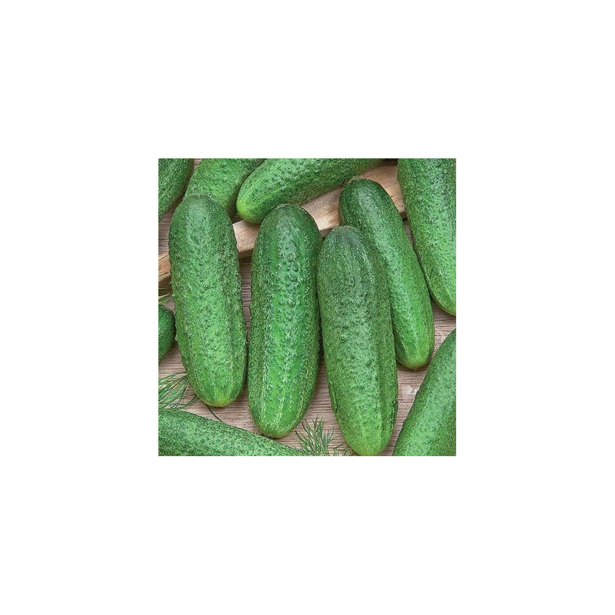 Uhorka Profi F1 - Cucumis sativus - semená - 15 ks