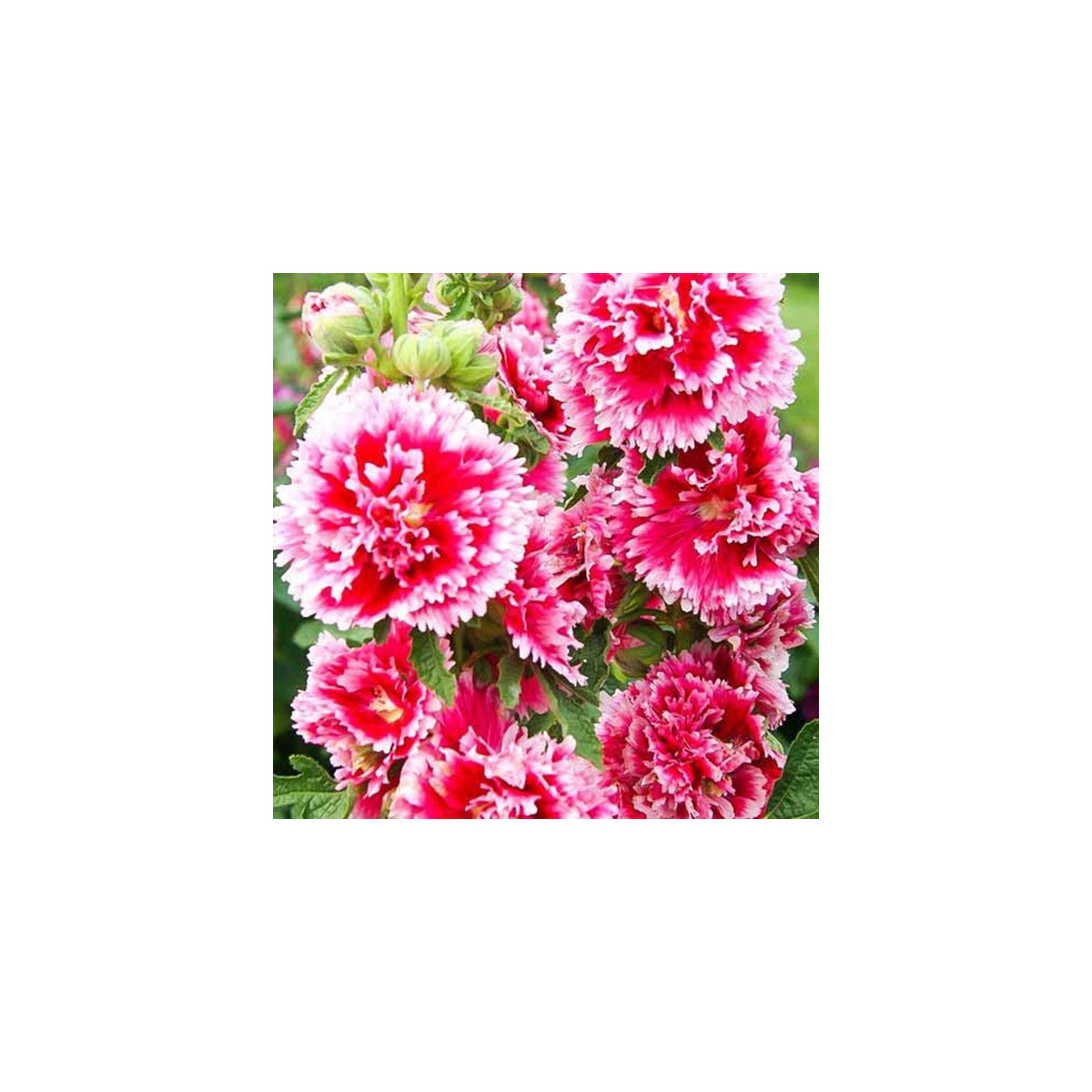 Topoľovka Fiesta Time - Alcea - jednoducho korenené sadenice - 1 ks