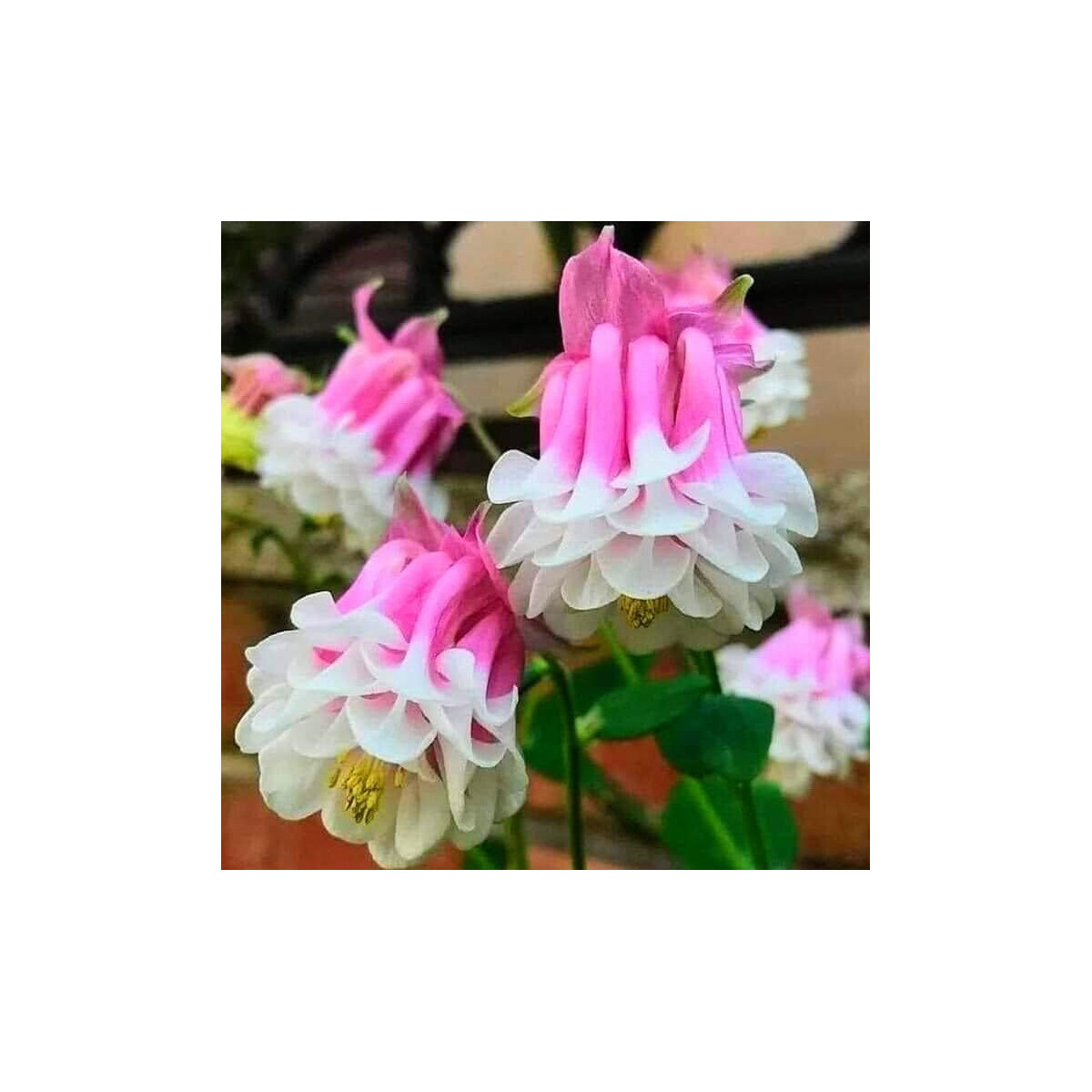 Orlíček Pink Pettitcoat - Aquilegia - prostekorenné sadenice - 1 ks