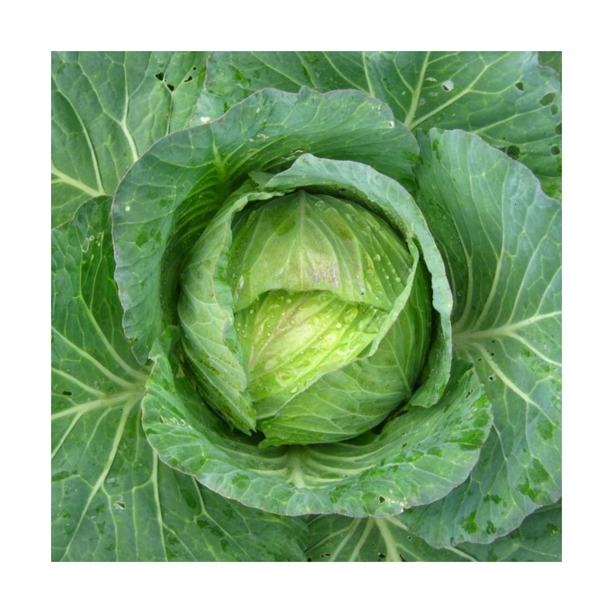 Kel hlávkový Predzvesť - Brassica oleracea var. Sabauda - semená - 100 ks