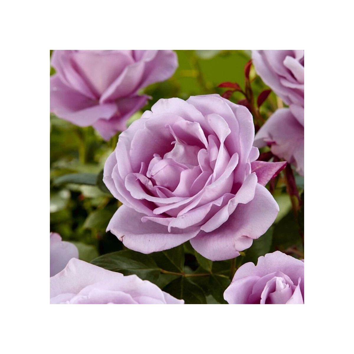 Ruža veľkokvetá pnúca fialová - Rosa - jednoducho korenené sadenice - 1 ks