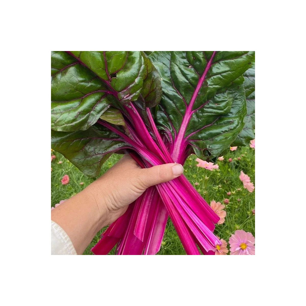 Mangold Magenta Sunset - Beta vulgaris - semená - 30 ks