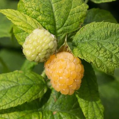 Maliník žltý - Rubus idaeus - jednoducho korenené sadenice - 1 ks