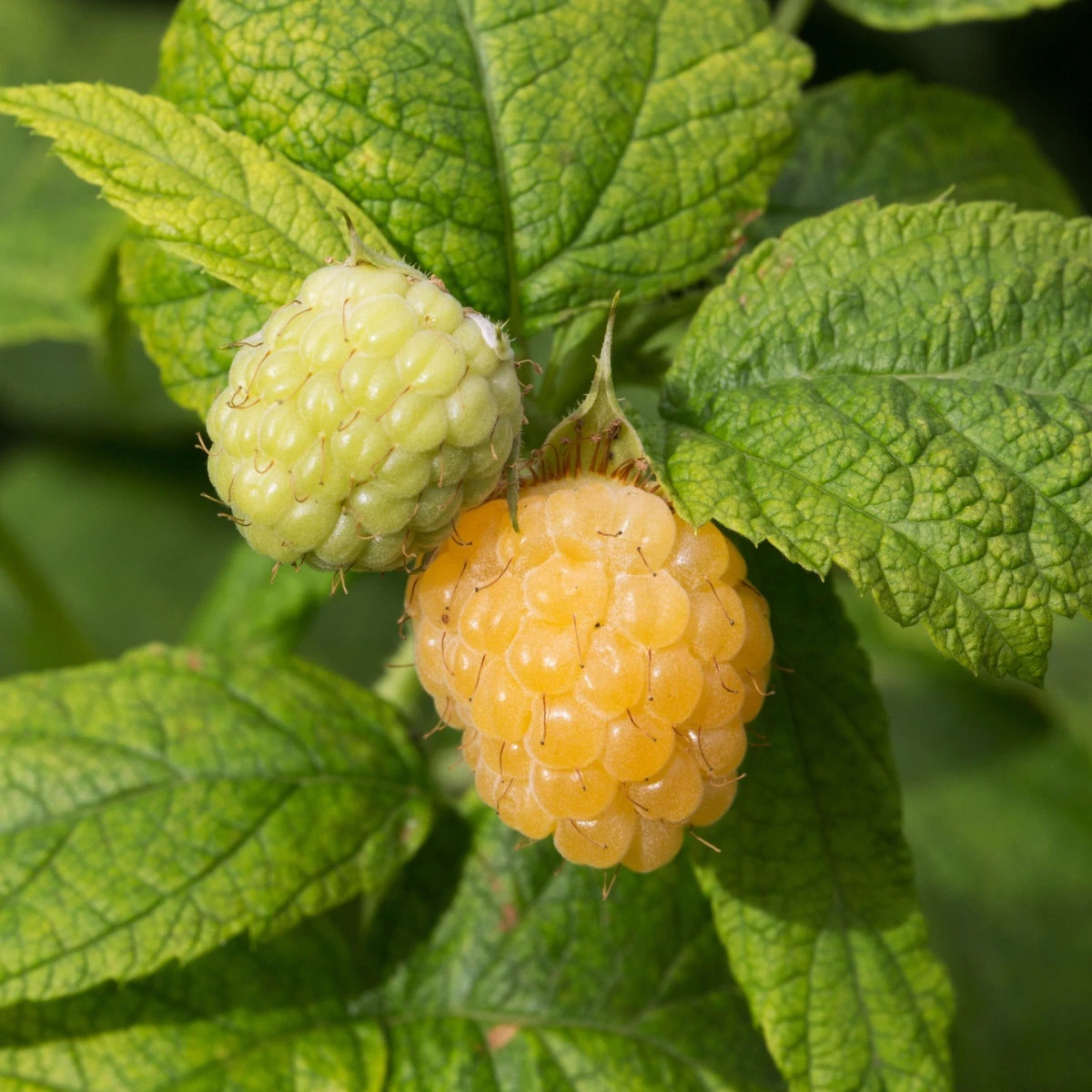 Maliník žltý - Rubus idaeus - jednoducho korenené sadenice - 1 ks
