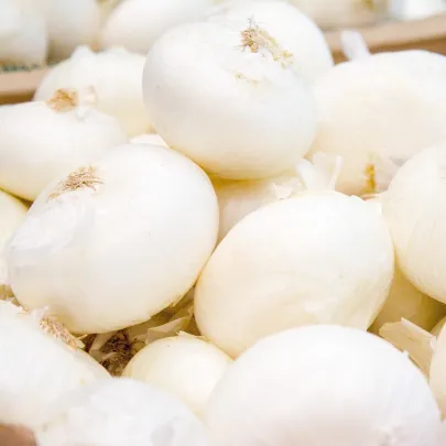 Cibuľa kuchynská Ranila - Allium cepa - semená - 100 ks