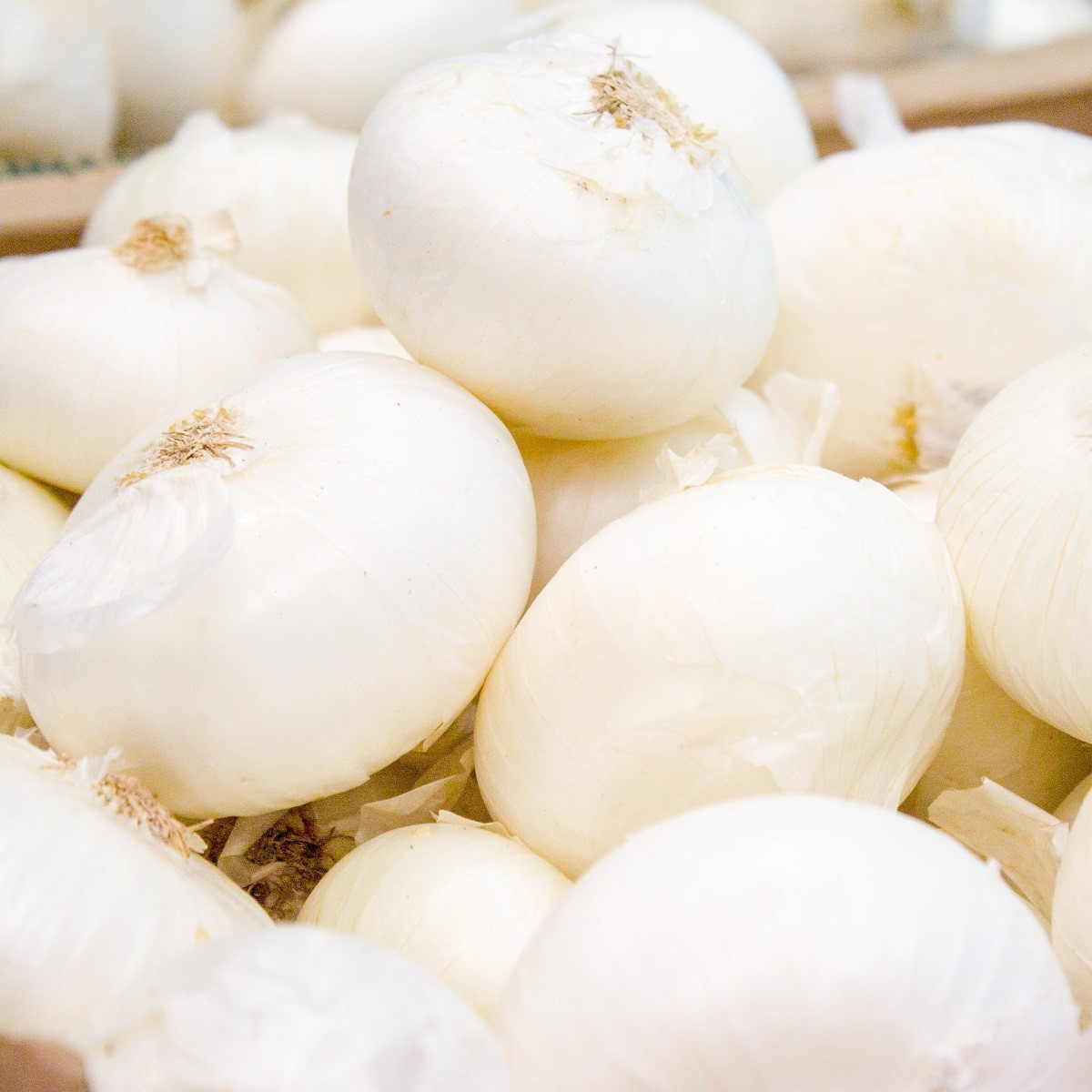 Cibuľa kuchynská Ranila - Allium cepa - semená - 100 ks