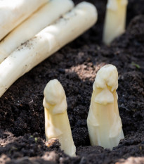 Špargľa lekárska Argenteuil na bielenie - Asparagus officinalis - semená - 30 ks