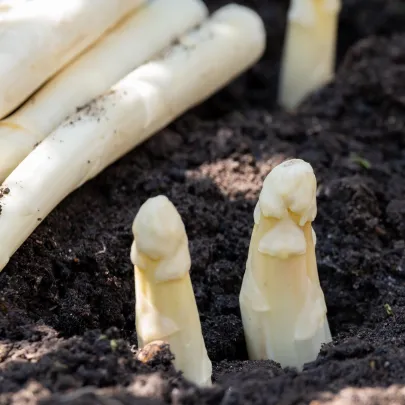 Špargľa lekárska Argenteuil na bielenie - Asparagus officinalis - semená - 30 ks