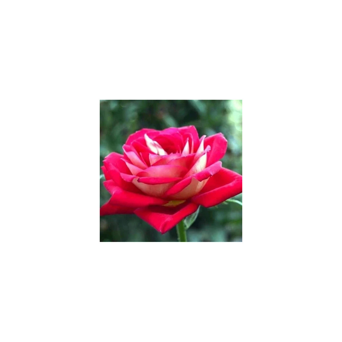 Ruža veľkokvetá kríková červenobiela - Rosa - jednoducho korenené sadenice - 1 ks