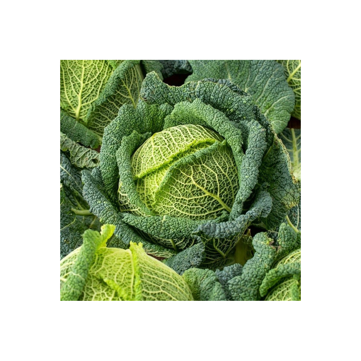 Kel hlávkový Blistra F1 - Brassica oleracea - semená - 35 ks