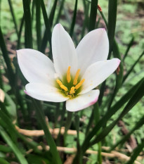 Dažďová ľalia biela - Zephyrantes candida - cibuľoviny - 3 ks