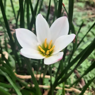 Dažďová ľalia biela - Zephyrantes candida - cibuľoviny - 3 ks