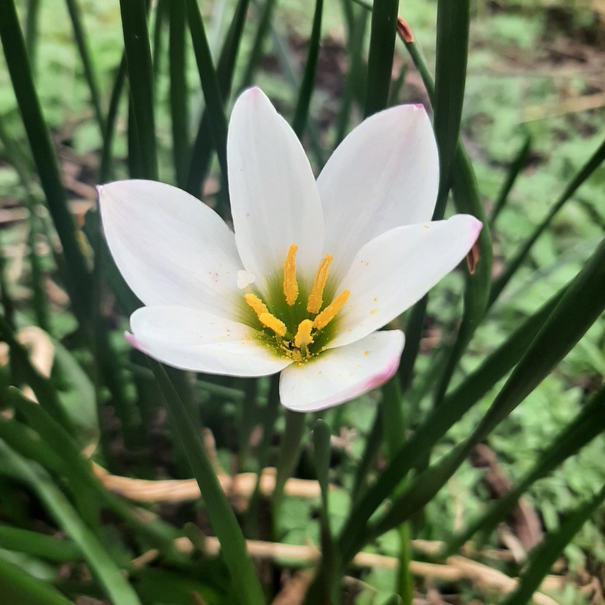 Dažďová ľalia biela - Zephyrantes candida - cibuľoviny - 3 ks