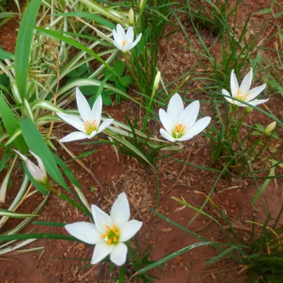 Dažďová ľalia biela - Zephyrantes candida - cibuľoviny - 3 ks