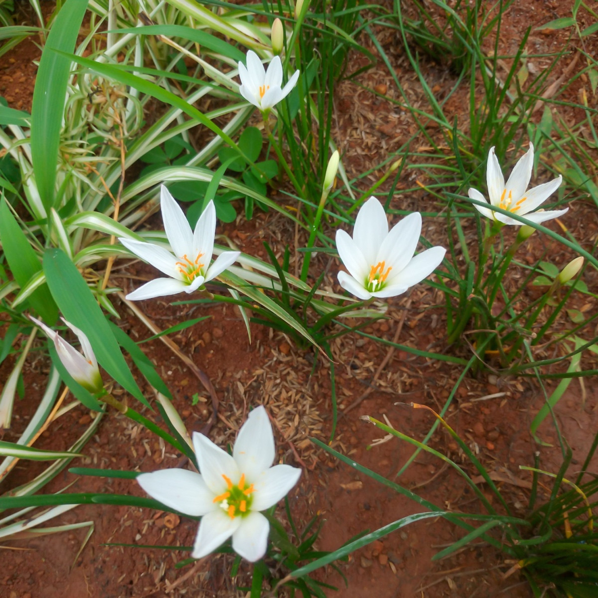 Dažďová ľalia biela - Zephyrantes candida - cibuľoviny - 3 ks