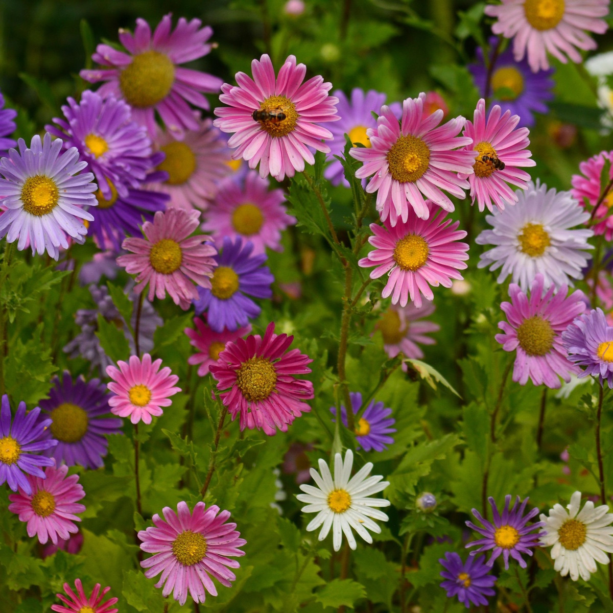 BIO Astra čínska zmes - Callistephus chinensis - bio semená - 50 ks