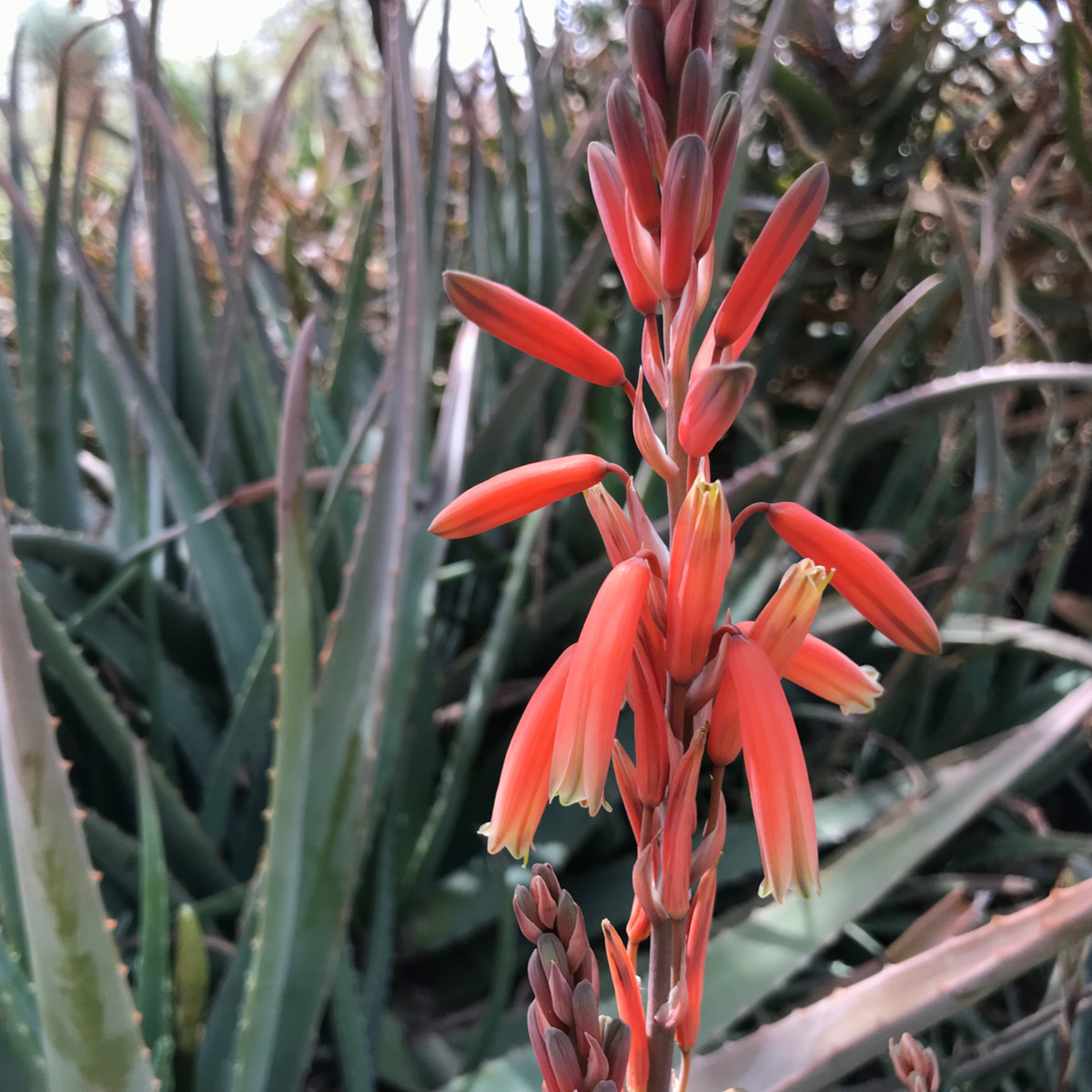 Juka červená - Hesperaloe parviflora - semená - 6 ks