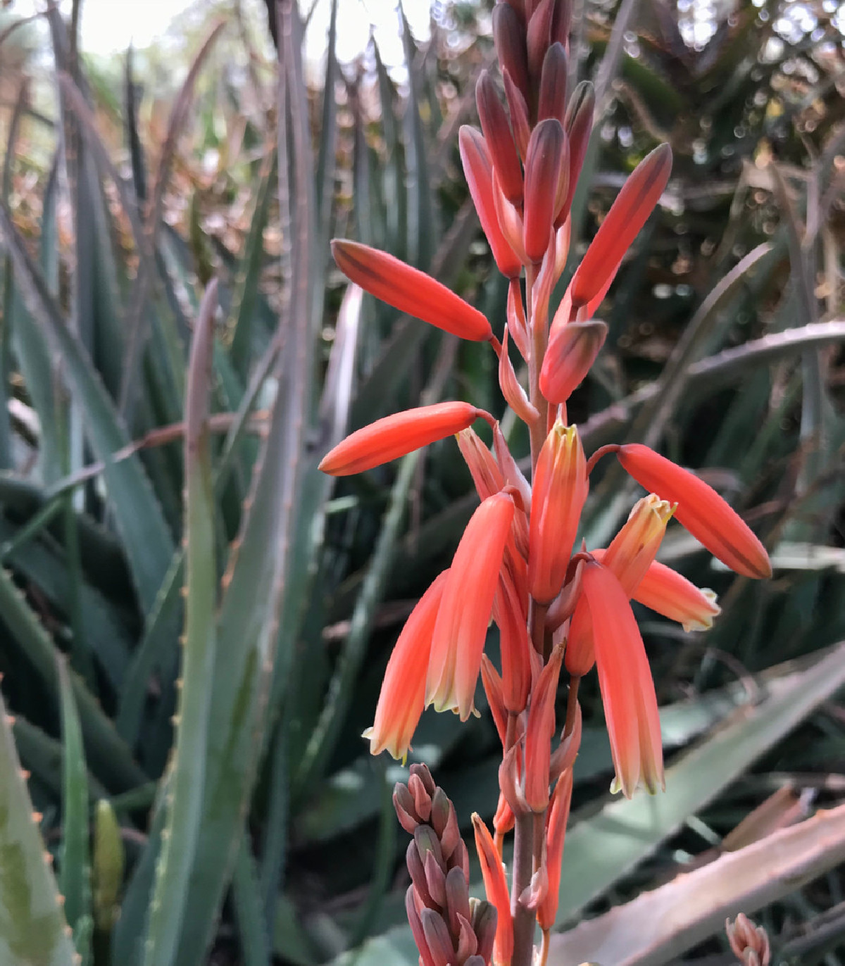 Juka červená- Yucca- semena Juky- 3 ks- Hesperaloe parviflora