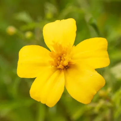 BIO Aksamietnica tenkolistá Lemon Gem - Tagetes tenuifolia - bio semená - 0,02 g