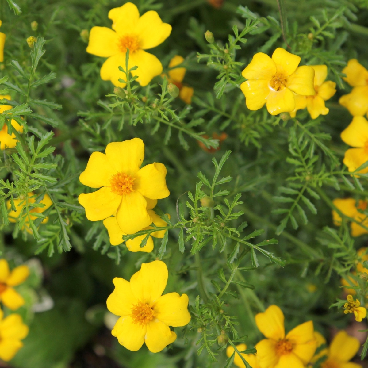 BIO Aksamietnica tenkolistá Lemon Gem - Tagetes tenuifolia - bio semená - 0,02 g