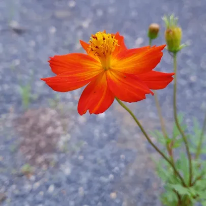 BIO Krasuľka oranžová - Cosmos suplhureus - bio semená - 20 ks