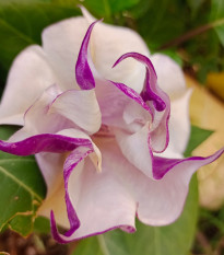 Durman metelový Ballerina - Datura metel - semená - 5 ks