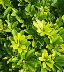Šeflera paprskovitá- semena- 6 ks- Schefflera arboricola