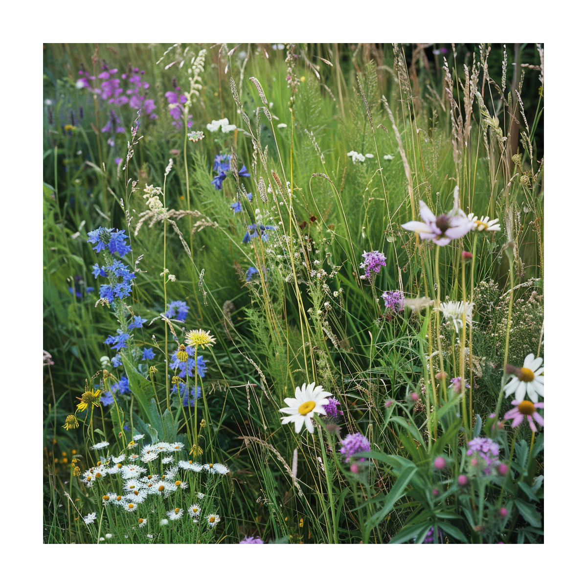 Margarétková lúka - Planta Naturalis - lúčna zmes - 40 g