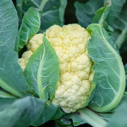Karfiol skorý Ingloory - Brassica oleracea - semená - 20 ks