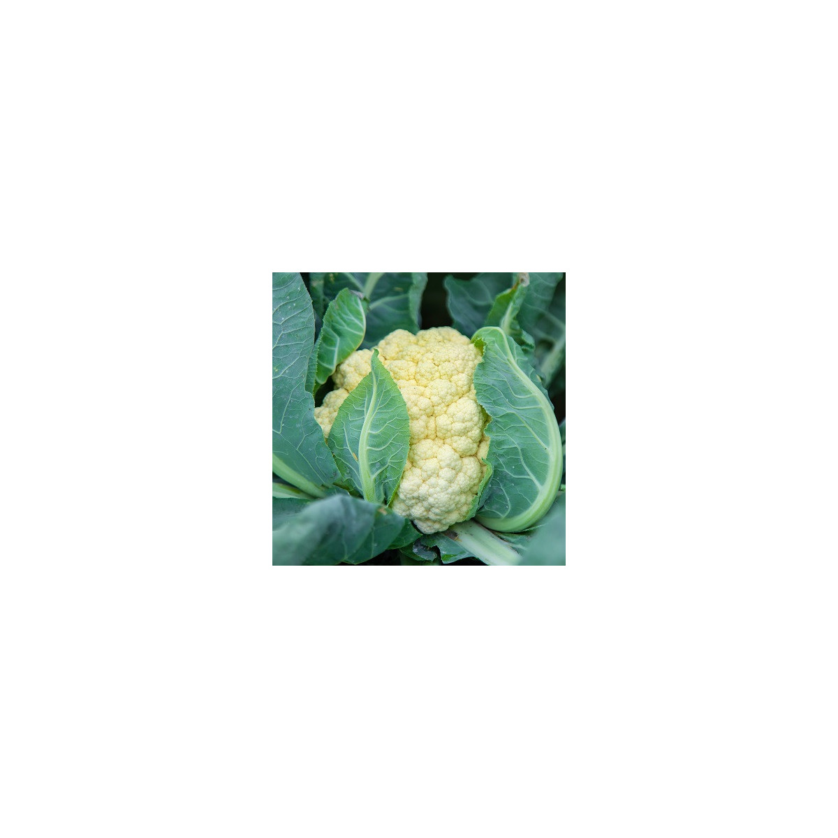 Karfiol skorý Ingloory - Brassica oleracea - semená - 20 ks
