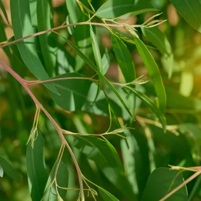 Eukalyptus vajcovitolistý - Blahovičník - Eucalyptus ovata - semená - 10 ks