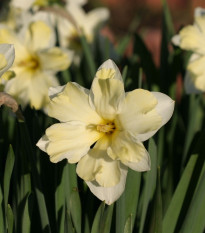 Narcis Cassata - Narcissus - cibuľoviny - 3 ks