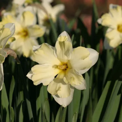Narcis Cassata - Narcissus - cibuľoviny - 3 ks