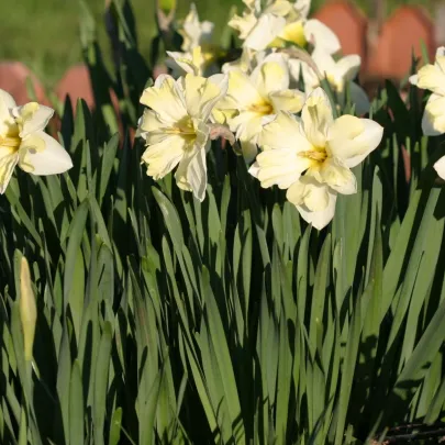 Narcis Cassata - Narcissus - cibuľoviny - 3 ks
