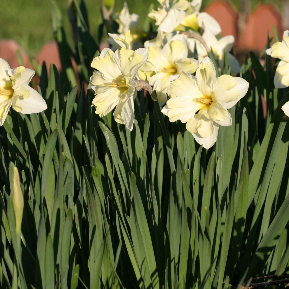 Narcis Cassata - Narcissus - cibuľoviny - 3 ks